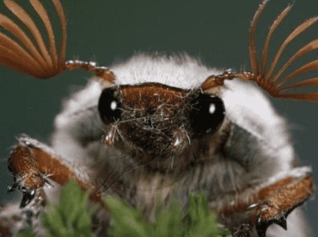 mayis-haziran-bocekleri