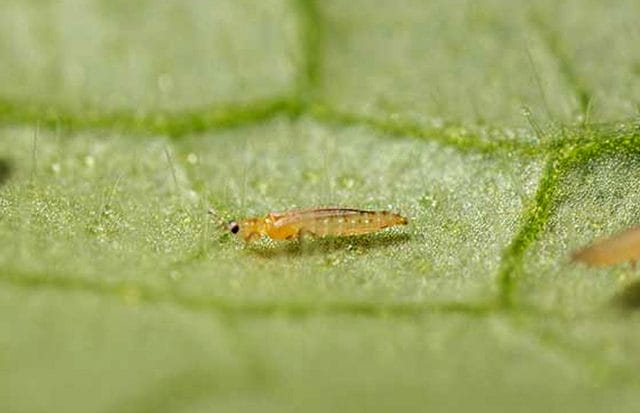 biber-ve-sus-bitkleri-thrips