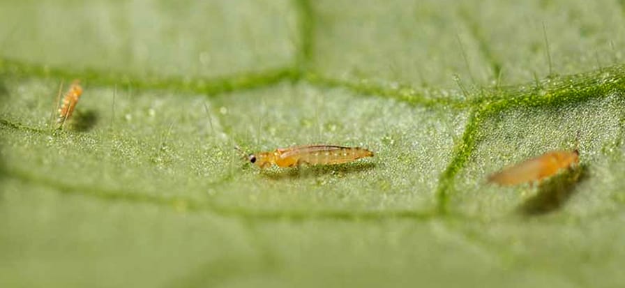 biber-ve-sus-bitkleri-thrips