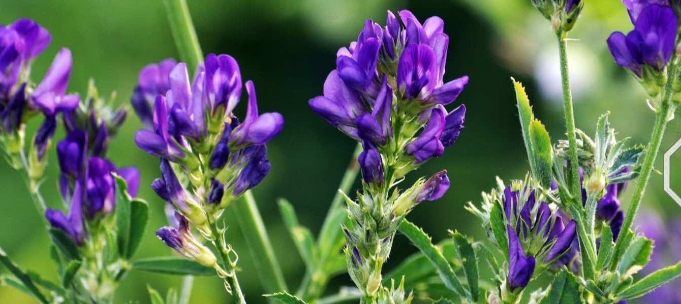 bitki-sagliginda-biyolojik-azot-fiksasyonunun-avantajlari