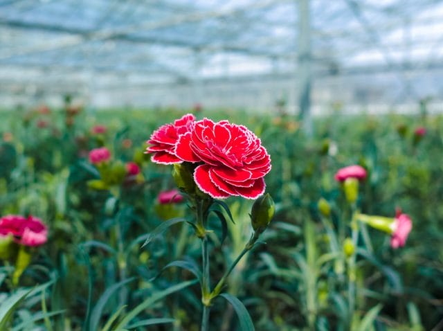 Ð¡ultivation of Dianthus caryophyllus, theÂ carnation flowering plants in greenhouse