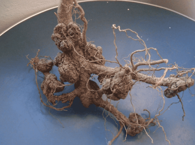 kok-kanseri-ana-resim