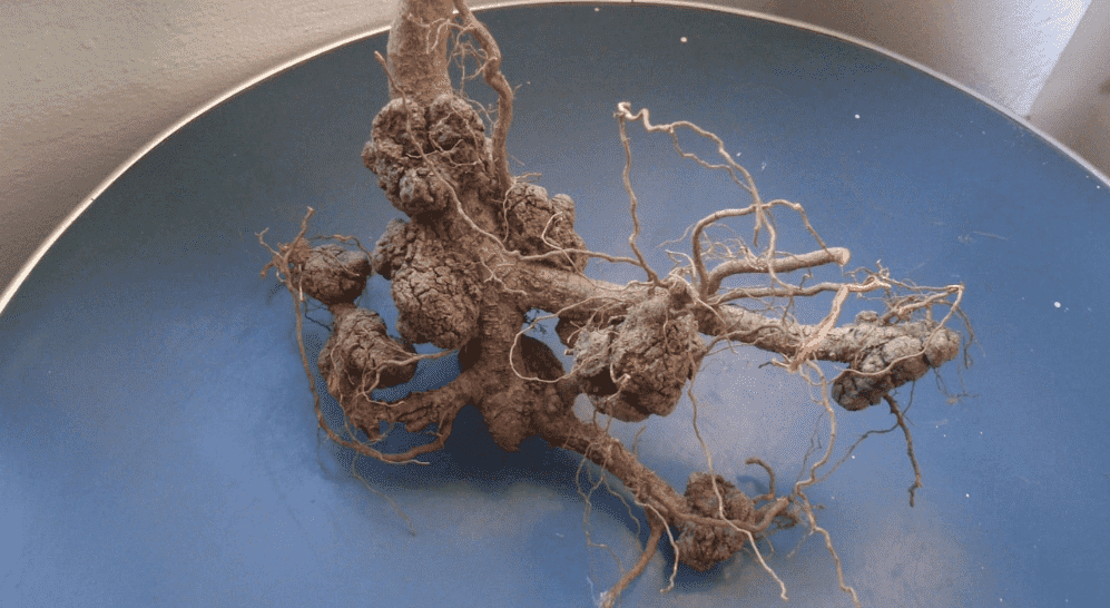 kok-kanseri-ana-resim